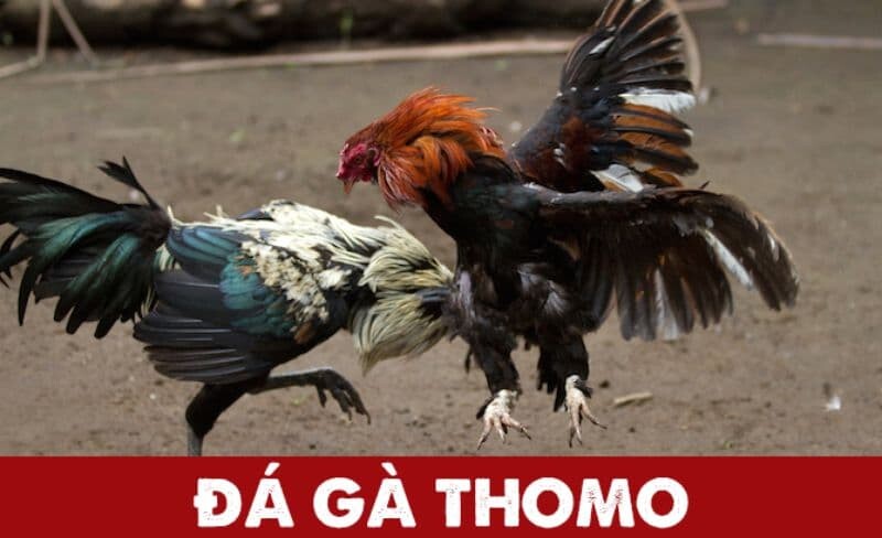 Da Ga Thomo 1